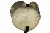 Fossil Mosasaur Vertebra w/ Metal Stand - Texas #316048-3